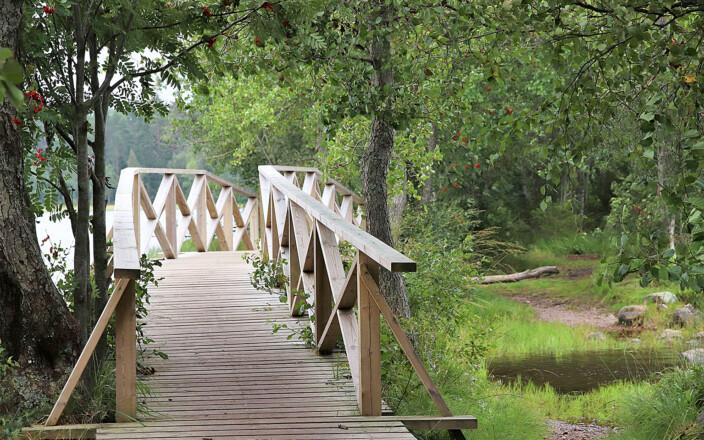 Näkymä esteettömälle Peukaloisen polulle Liesjärven kansallispuistossa